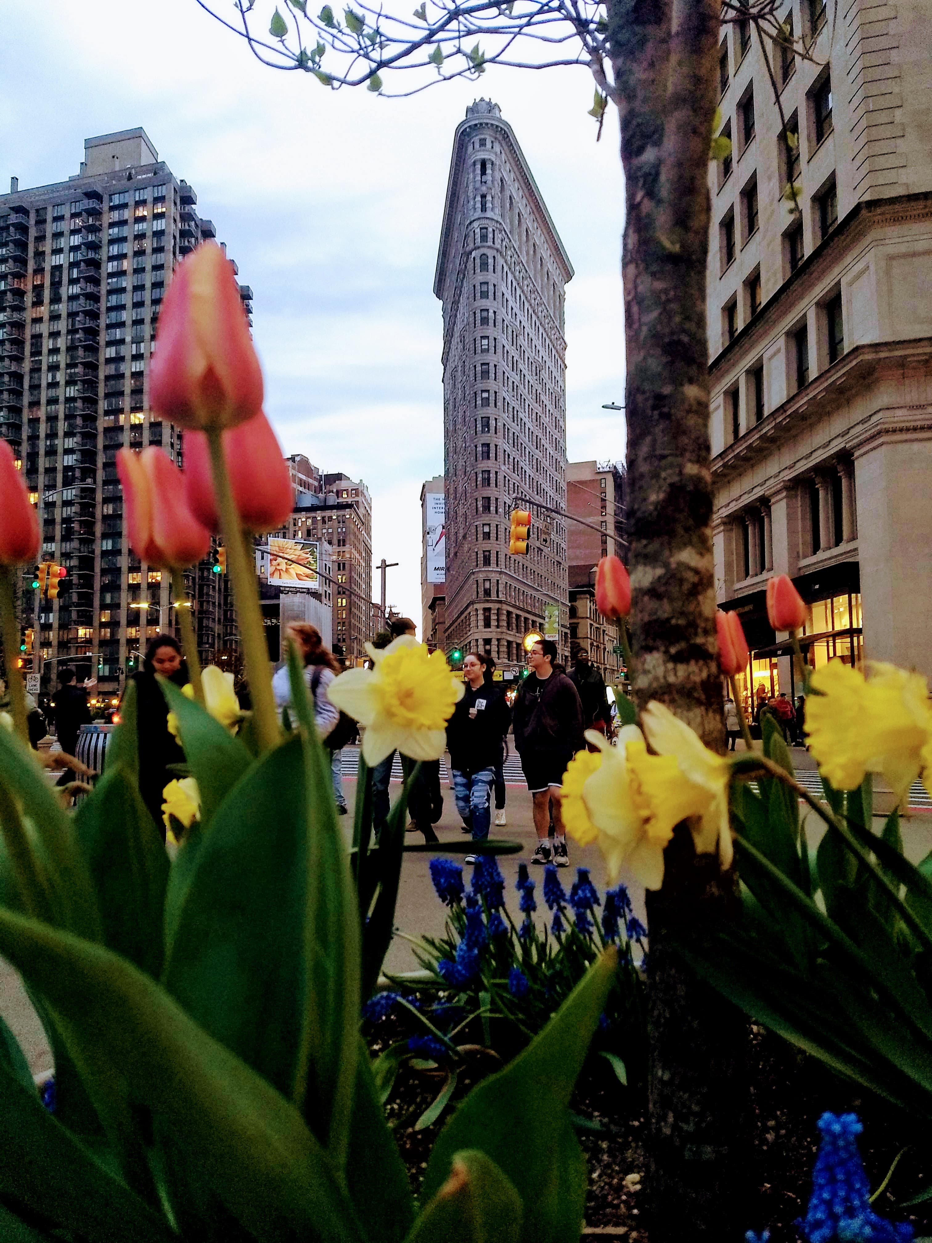 The Flatiron Building in spring, with tulips in the foreground, photographed in April 2019