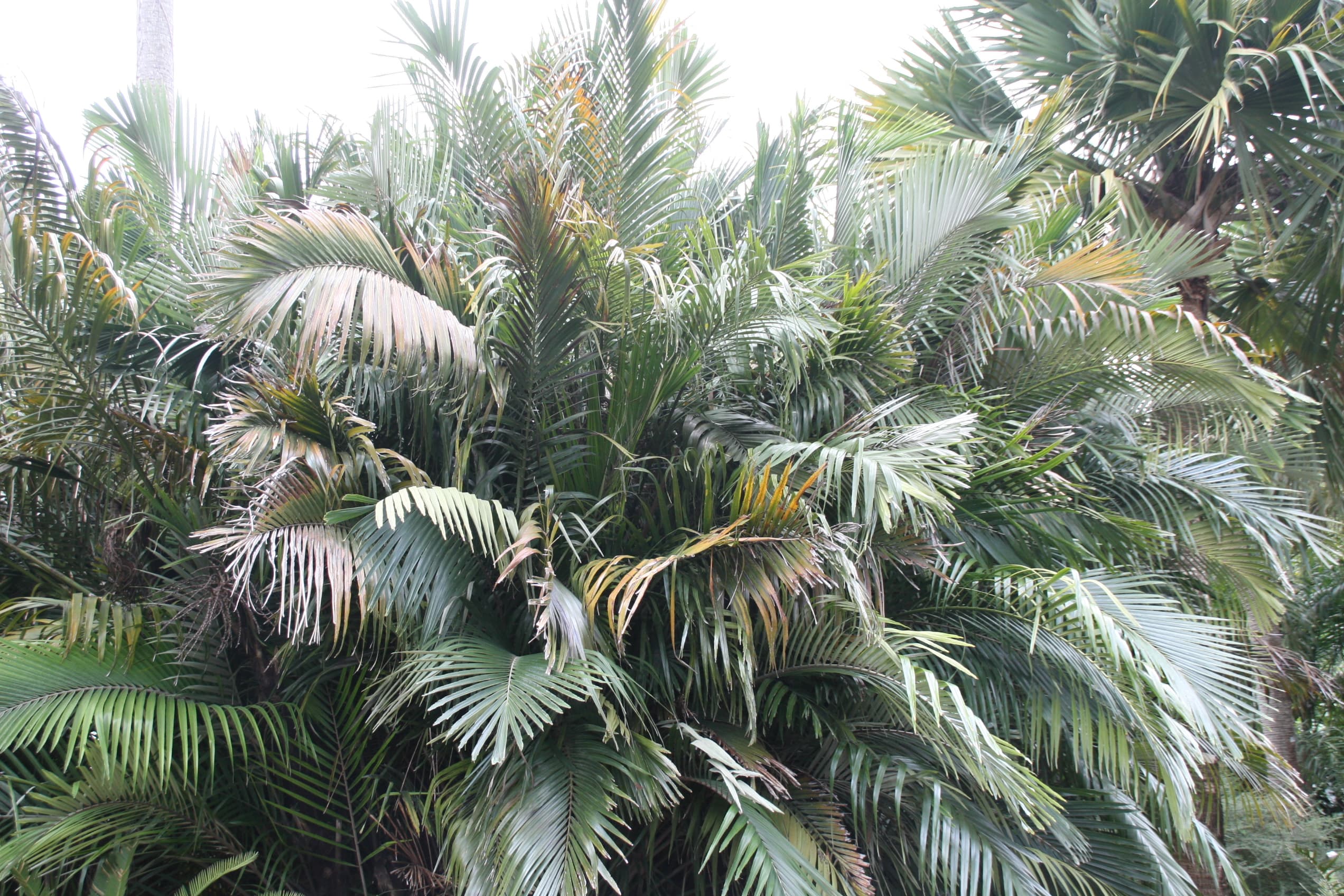 A dwarf sugar palm (Arenga engleri) photographed at Fairchild Tropical Botanic Garden on February 16, 2007 — a specimen from the garden's palm collection, not a wide view of the grounds.