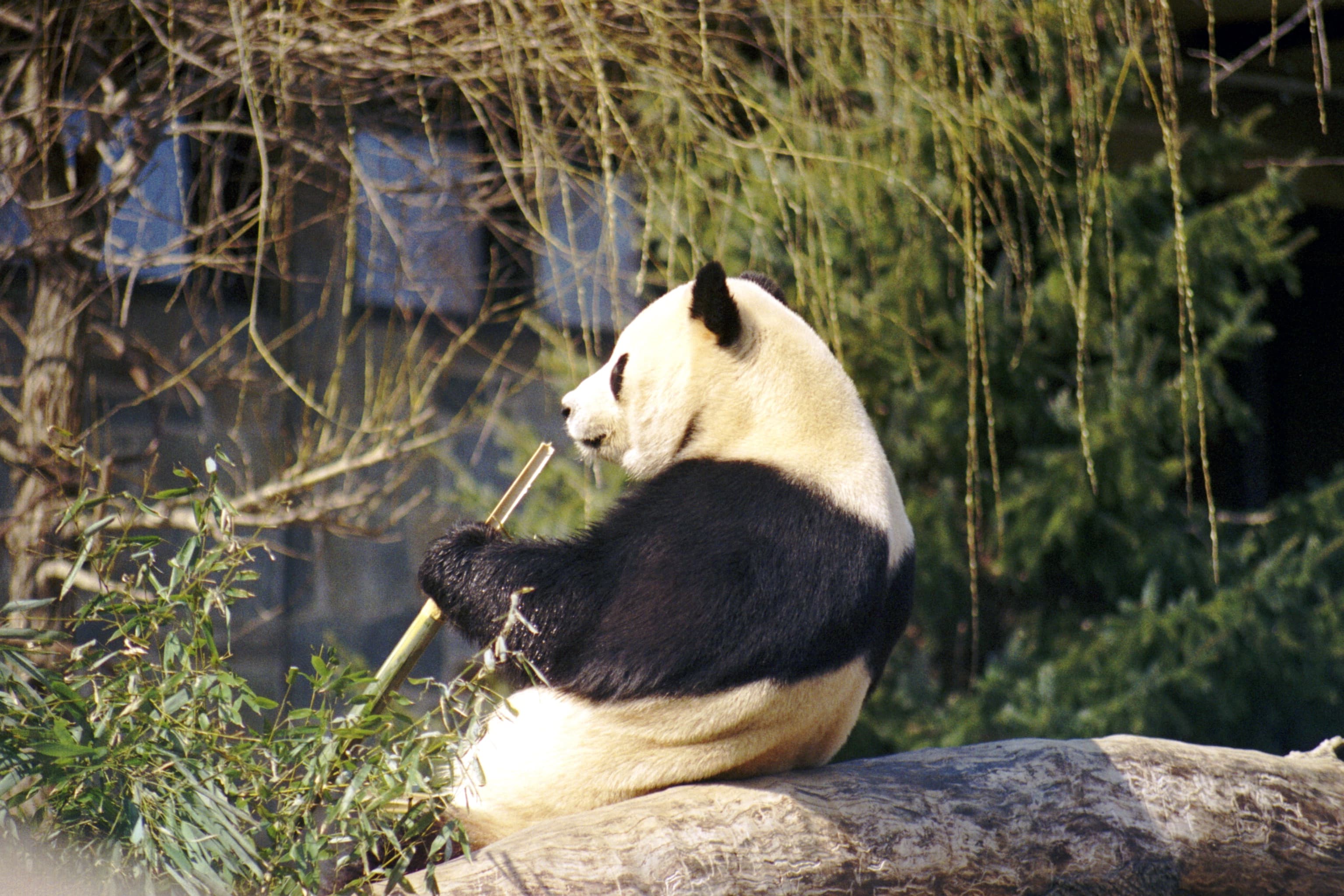 Giant panda Tian Tian at the National Zoo in Washington, D.C., photographed March 2004