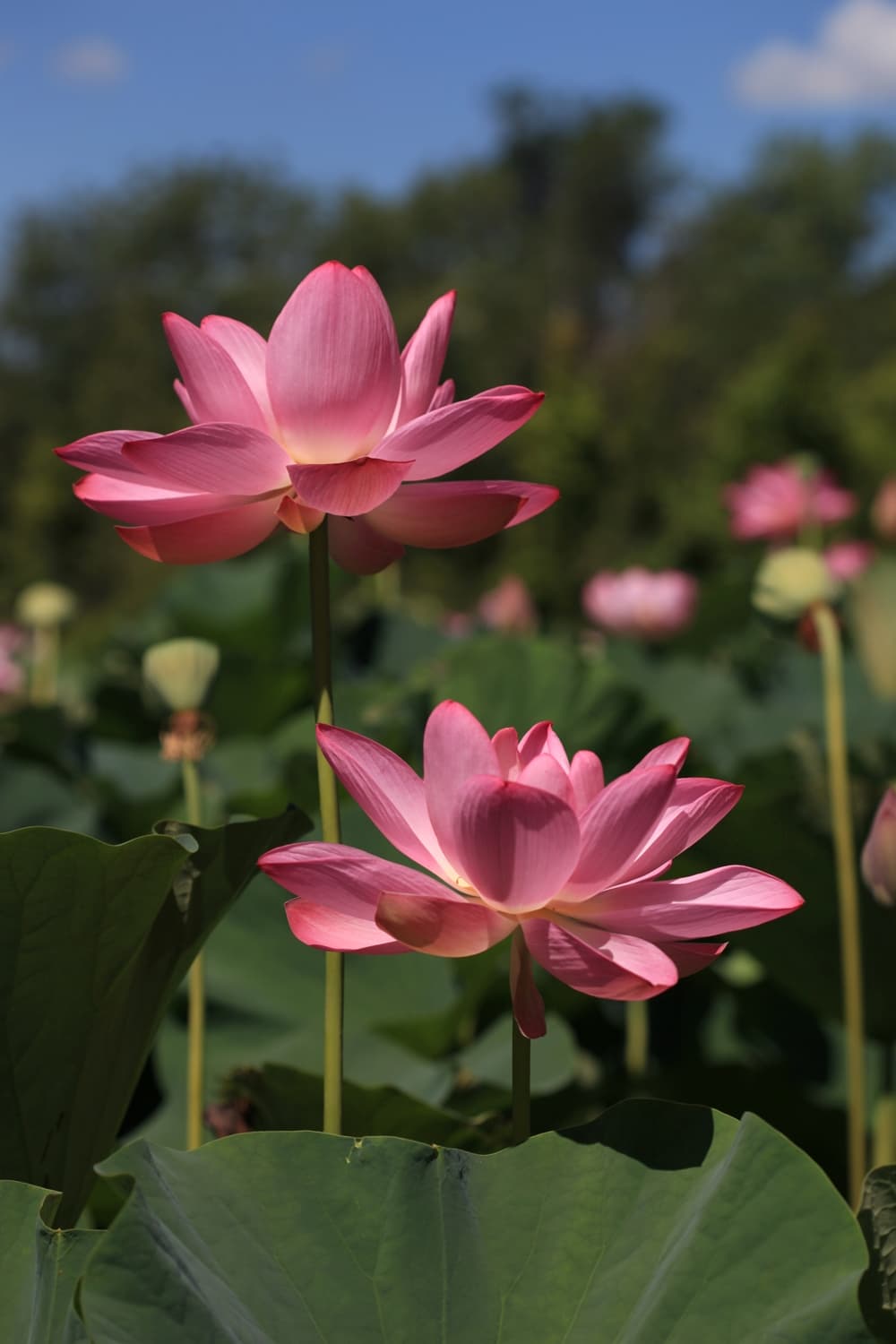 Blooming lotus flowers in summer at Kenilworth Aquatic Gardens