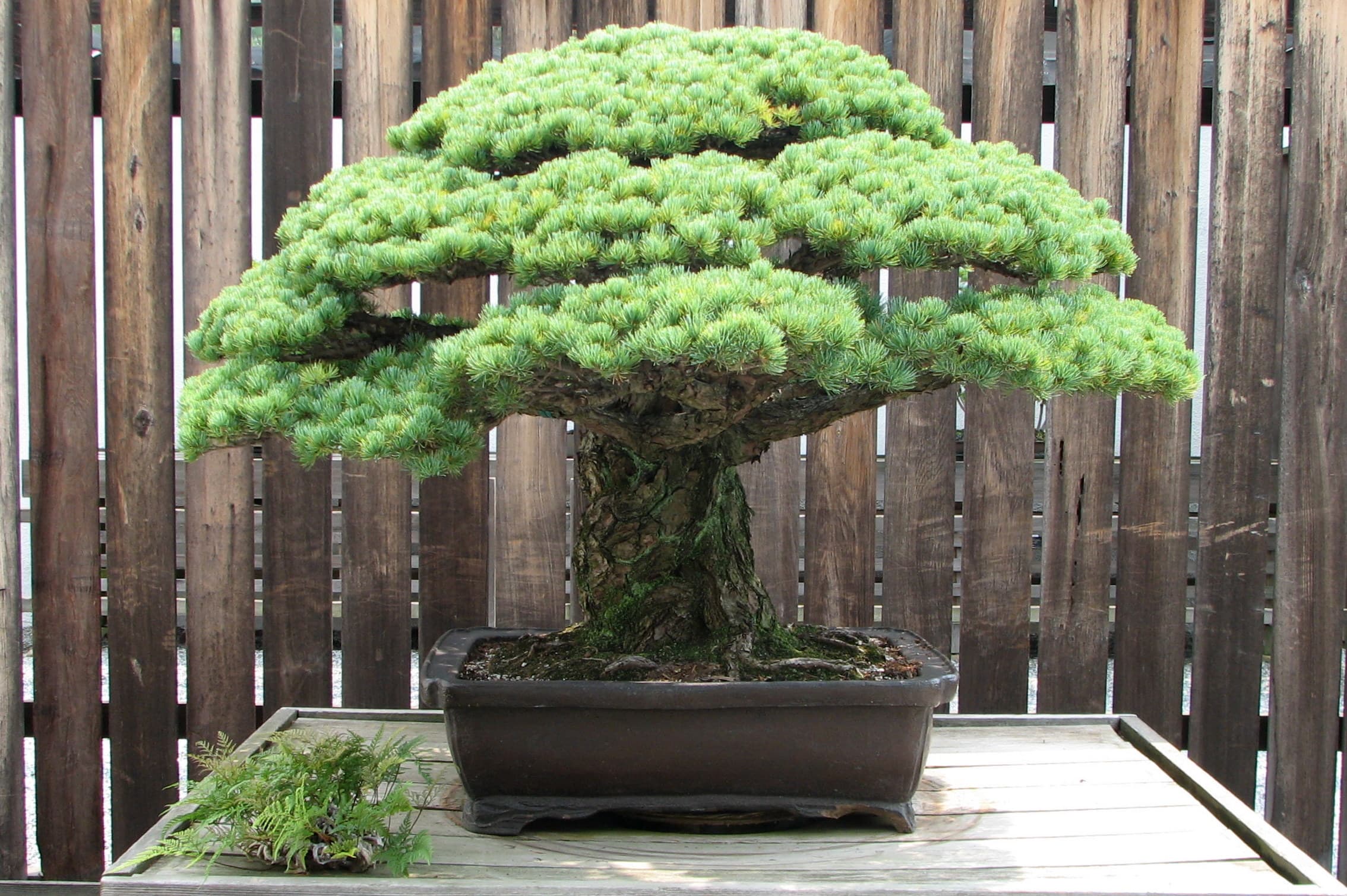 The Yamaki pine — a Japanese white pine (Pinus parviflora 'Miyajima') in training since 1625, which survived the atomic bombing of Hiroshima and came to Washington in the 1976 Bicentennial gift