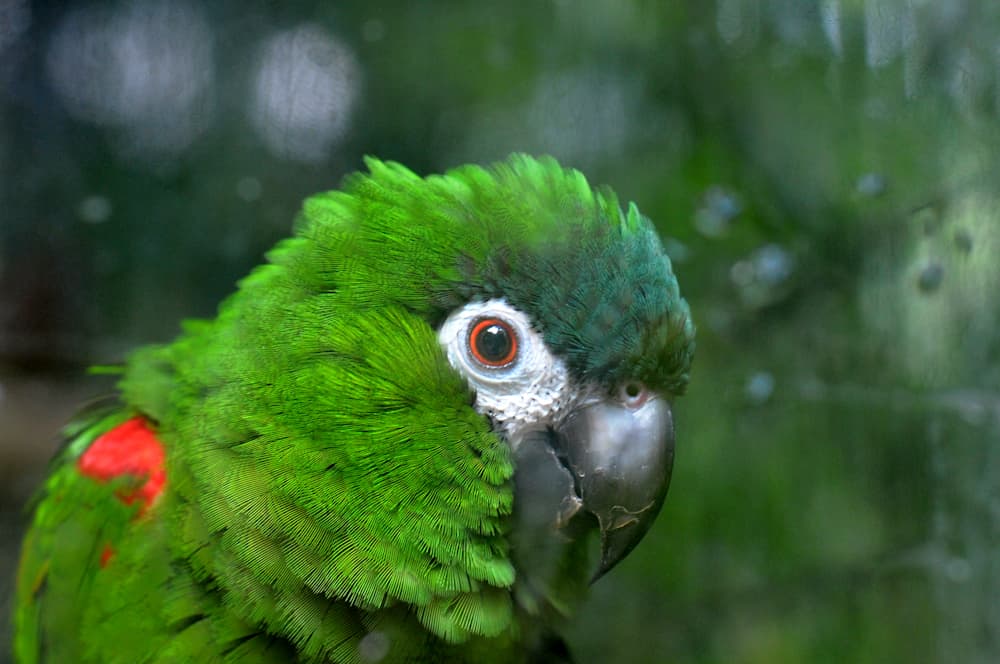 A red-shouldered macaw at Jungle Island, Miami